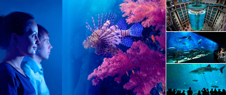 Akuarium indah di seluruh dunia