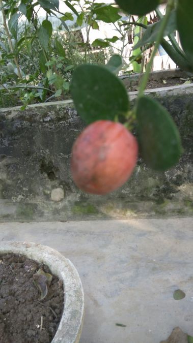 India, 35, Melbourne, Australia