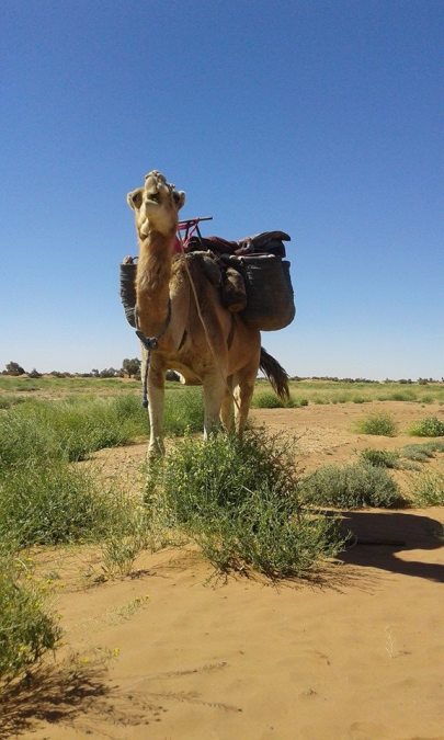 mohamed, 35, Agadir, Morocco