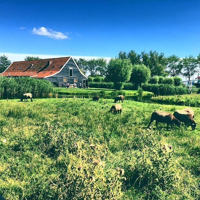 Ahmad, 43, Kuwait City, Kuwait