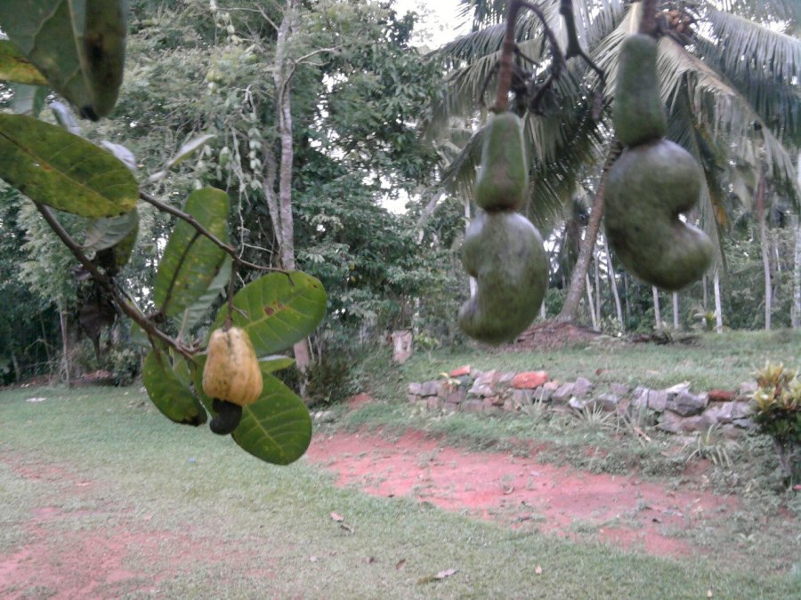 dipta kalan, 40, Galle, Sri Lanka