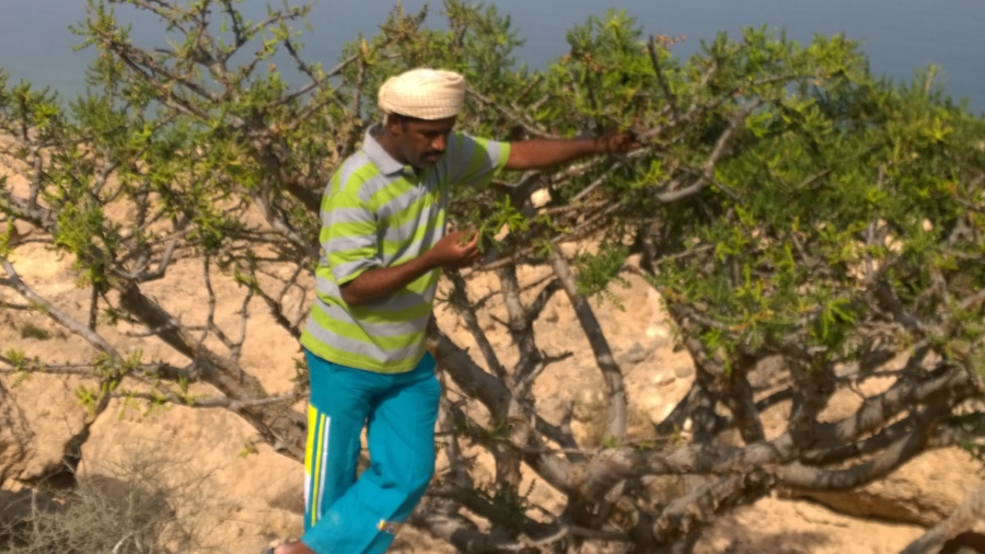 ‫الليل الهادر‬‎, 52, Ibra, Oman