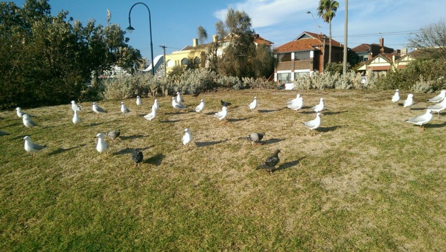 Jerry Wang, , Sydney, Australia