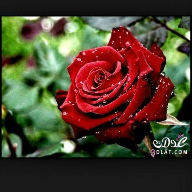 Ali Abady, 38, Bagcilar, Turkey