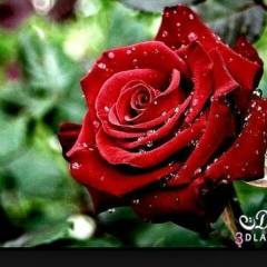 Ali Abady, 38, Bagcilar, Turkey