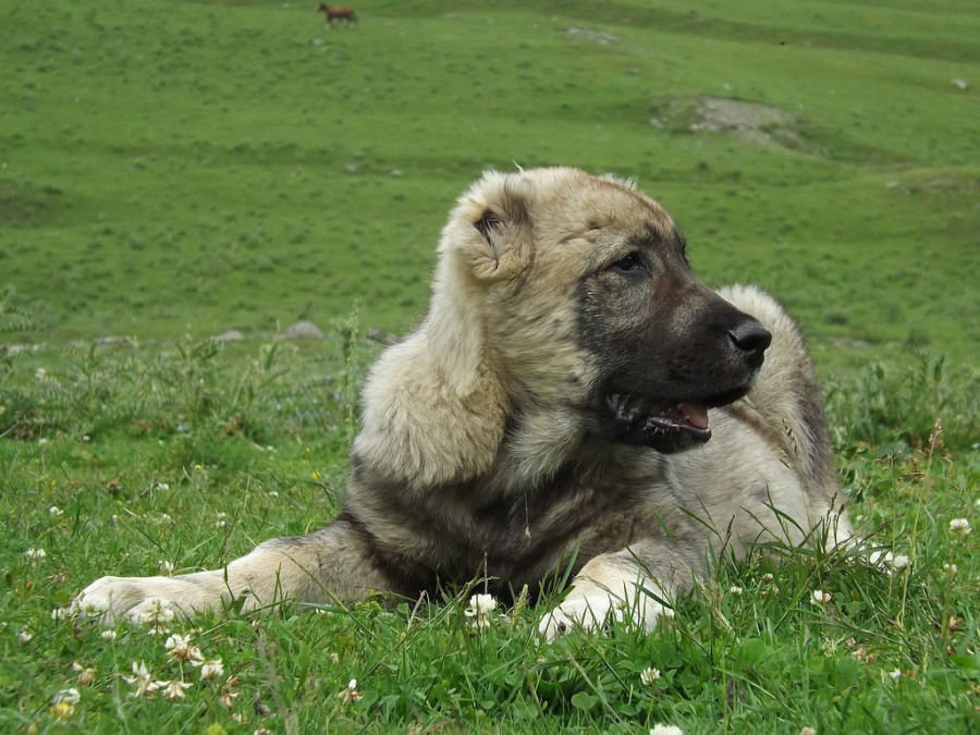 Giorgi Tabatadze, 42, Tbilisi, Georgia