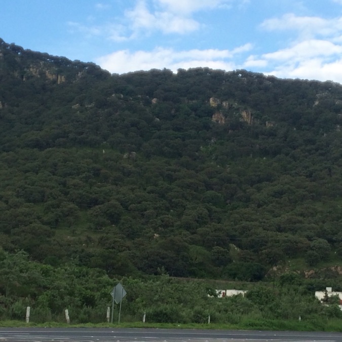 Adler, 41, Guadalajara, Mexico