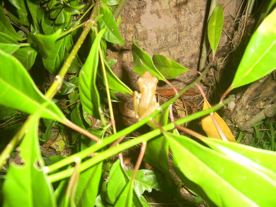 Kasun, 37, Colombo, Sri Lanka
