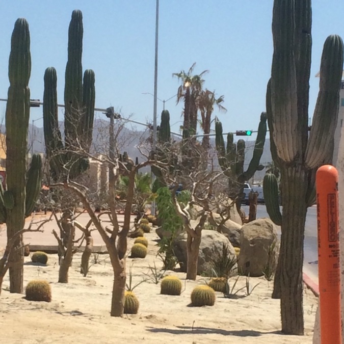 Adler, 41, Zapopan, Mexico