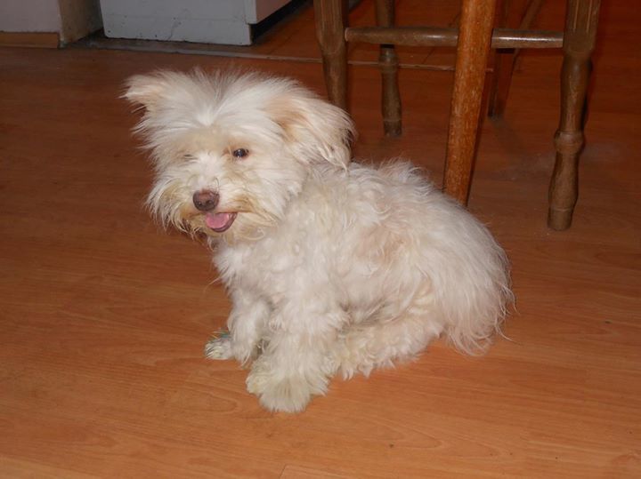 dzoni, 43, Nishavski District, Serbia