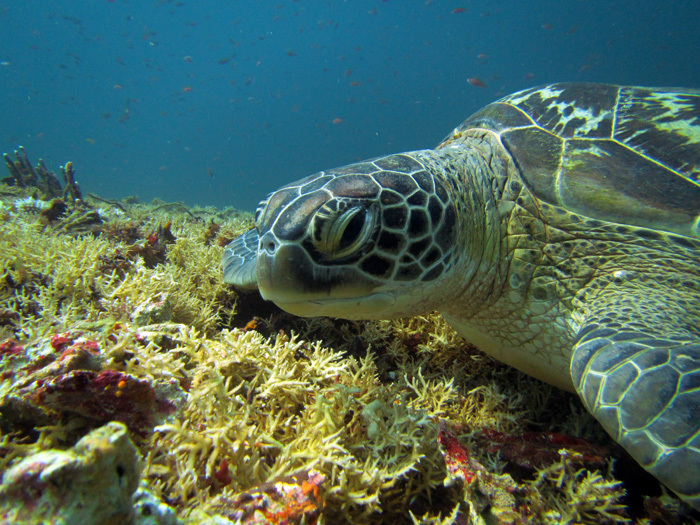 hole, 49, Jakarta, Indonesia